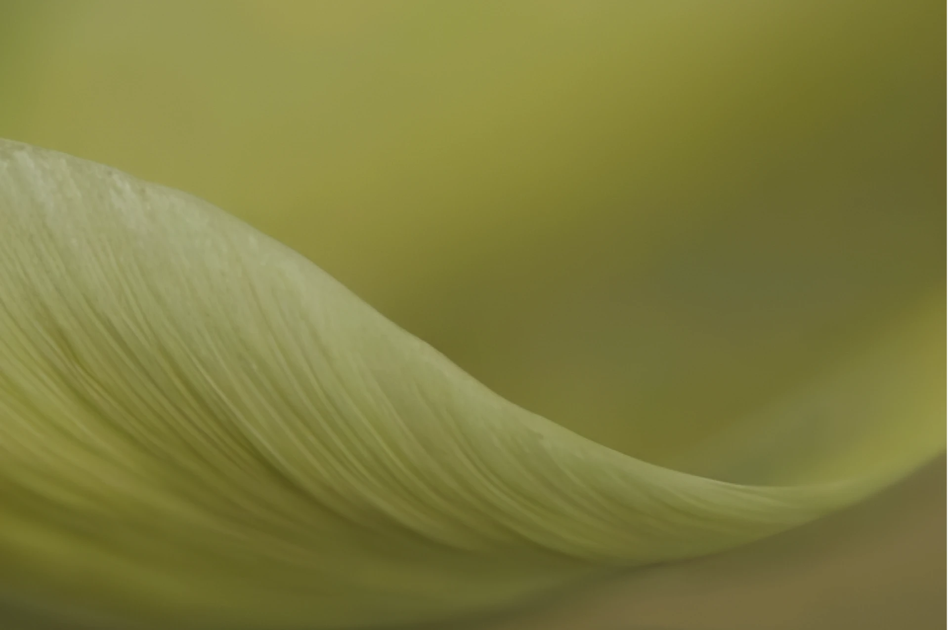 Detalle de una hoja verde iluminada por el sol